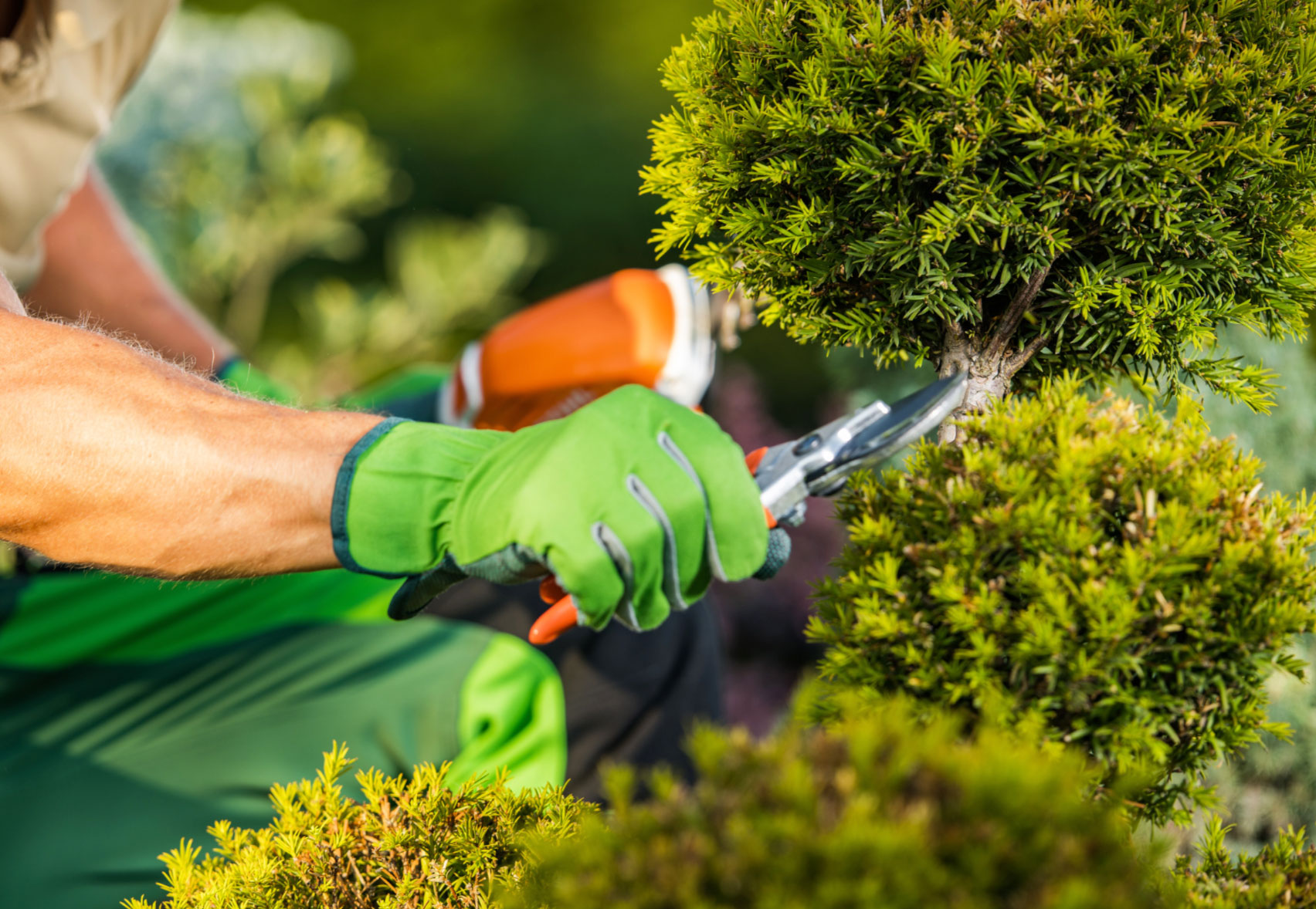 Person wearing green gloves trimming a bush with pruning shears in a garden.