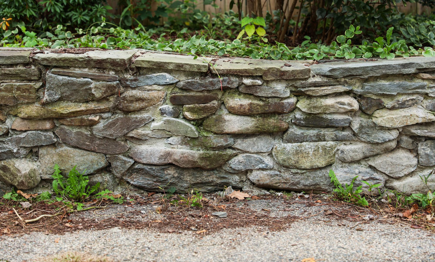 11848 A stone retaining wall with green plants growing on top and some weeds at the base.