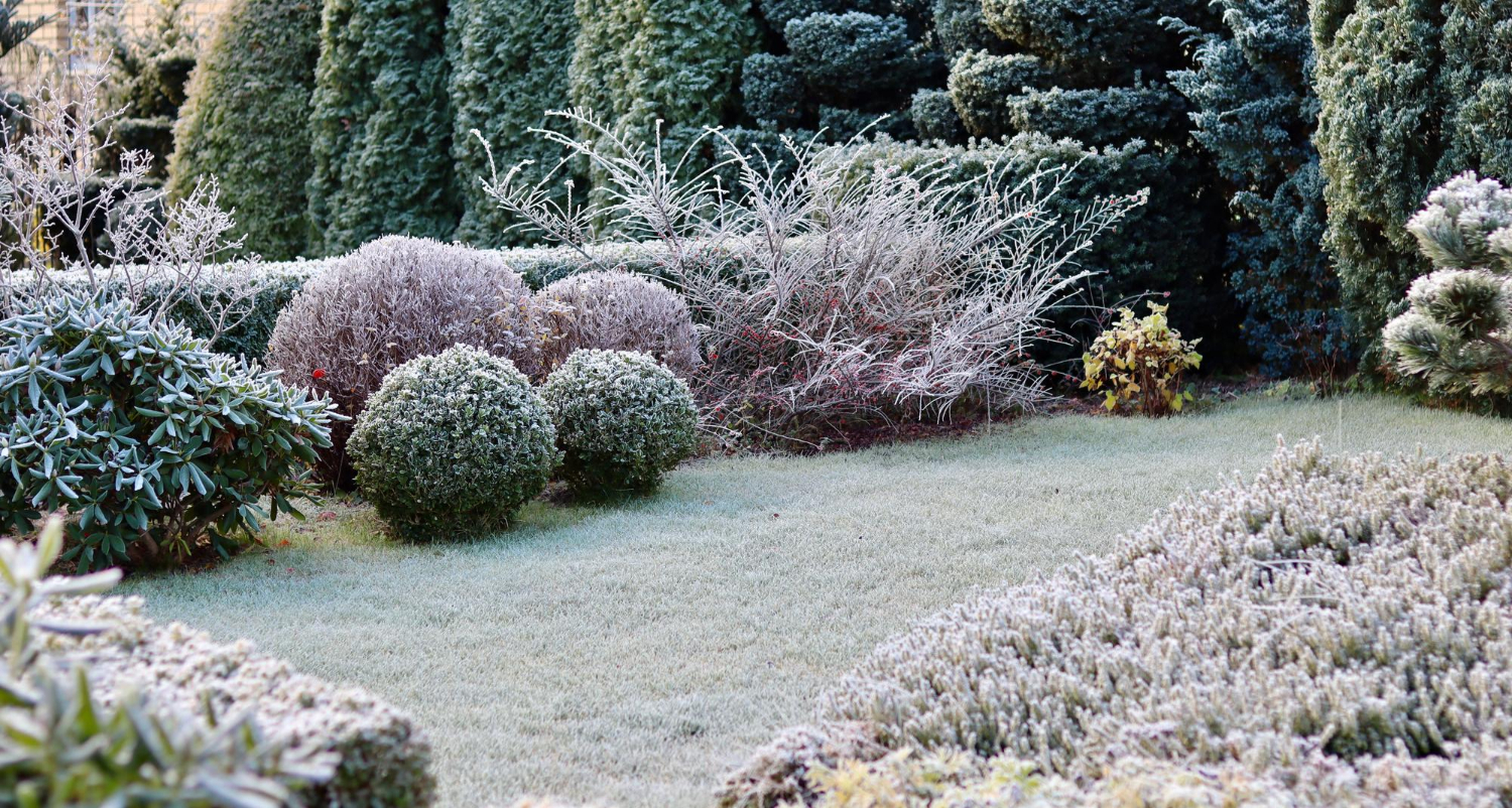 12314 Frost-covered shrubs and bushes in a neatly maintained garden with trimmed hedges and green grass.